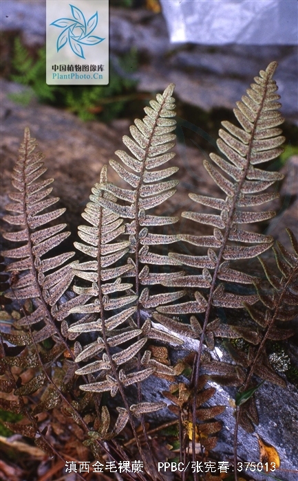  p>滇西金毛裸蕨(学名: i>paragymnopteris delavayi /i> (baker) k.