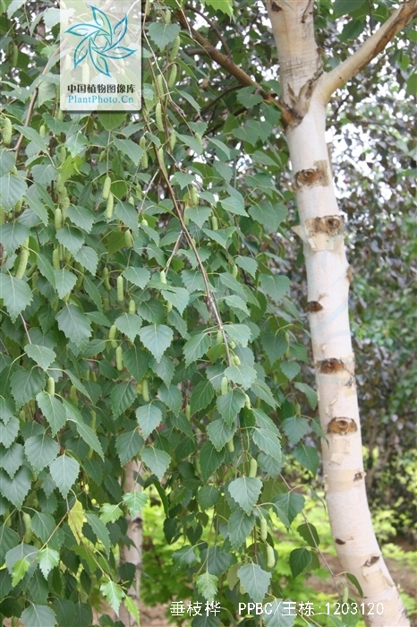 betula pendula roth