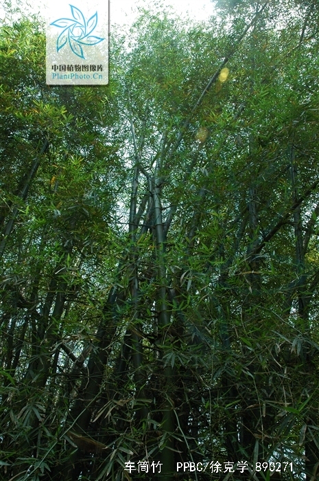  p>车筒竹(学名: i>bambusa sinospinosa /i> mcclure)是禾本科,簕竹