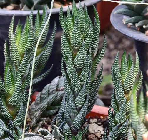  p data-id="tztf63jlcsss">条纹十二卷,芦荟科十二卷属多年生肉质