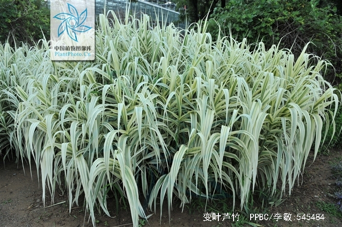  p>变叶芦竹(学名: i>arundo donax /i>  var.