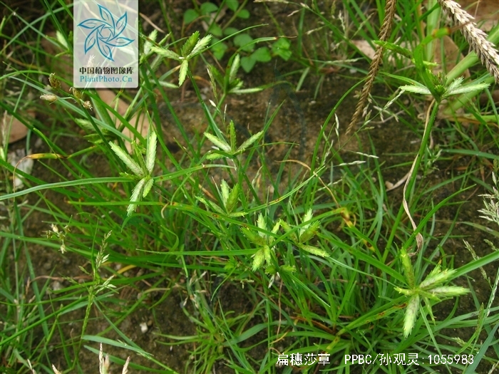  p>扁穗莎草(拉丁学名:cyperus compressus linn.