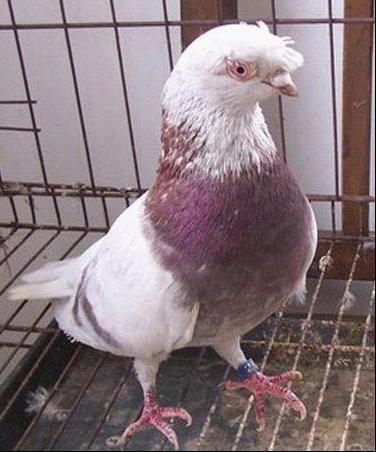 犹以乐山,眉山,德阳中江,德阳罗江,绵阳三台等片区的鸽子最为出名