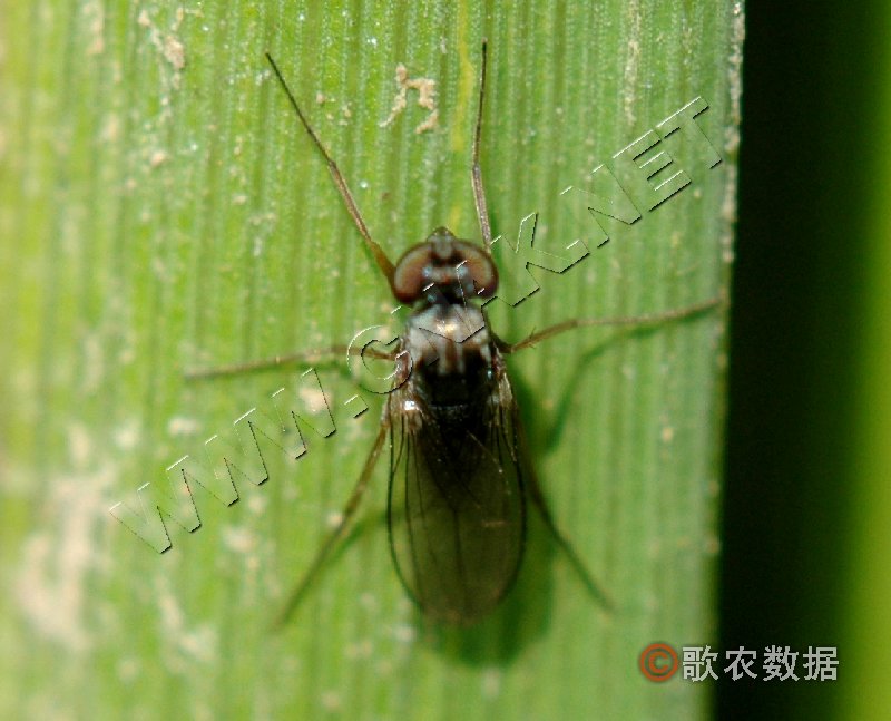  p>菲岛毛眼水蝇广泛分布于中国各地,属 a target="_blank" href="