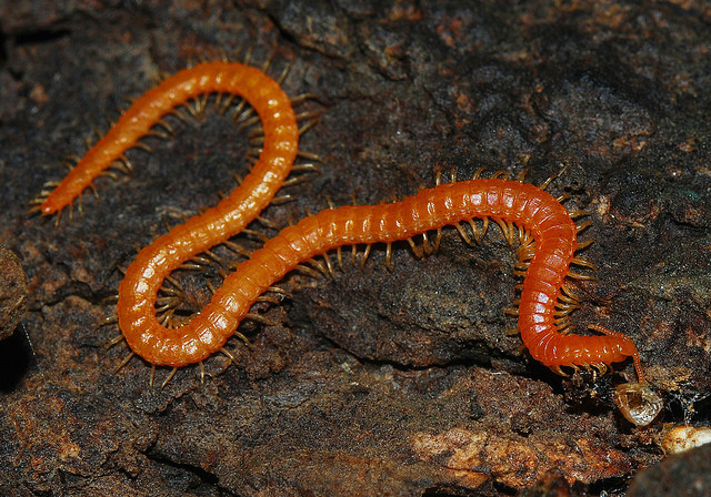 ">土壤动物 /a>, a target="_blank" href="/item/节肢动物门/162239