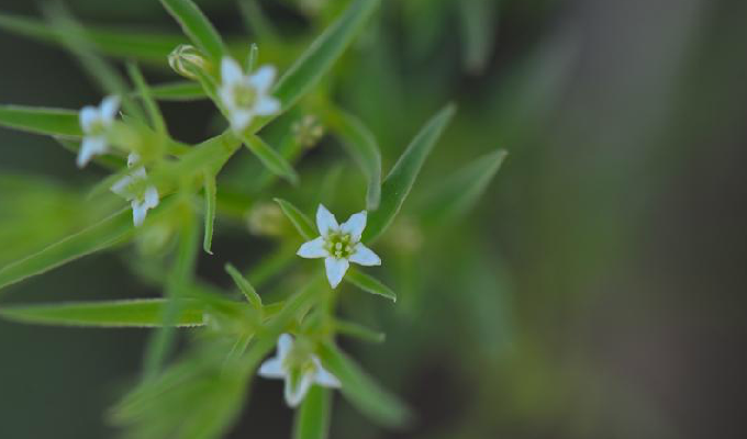  p>华北百蕊草(学名: i>thesium cathaicum /i> hendry.