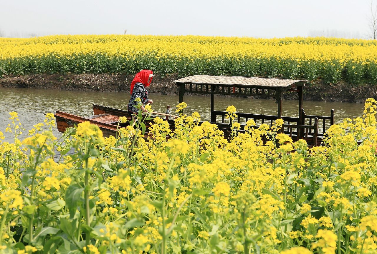  p data-id="gnx2p2p3u3">千垛景区 又称:千岛菜花景区.