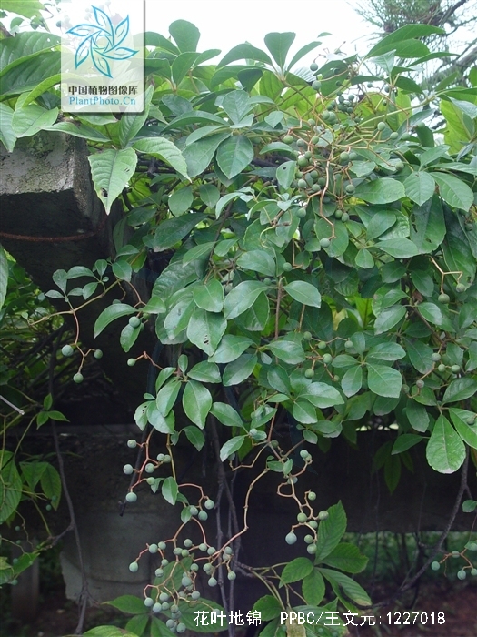  p>花叶地锦(学名: i>parthenocissus henryana /i> (hemsl.