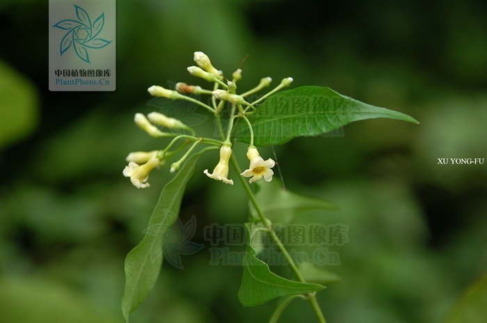  p> a target="_blank" href="/item/毛药藤">毛药藤 /a>;拉丁文名