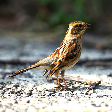  p>黄喉鹀(学名: i>emberiza elegans /i>):属鸟纲,鹀科的小型 a href