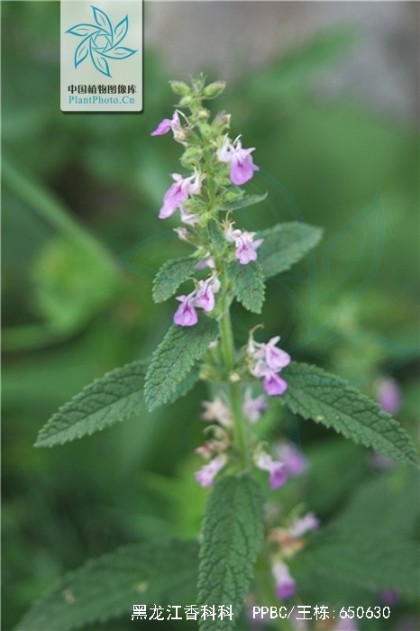  p>黑龙江香科科(学名:teucrium ussuriense komarov)是管状花目下一