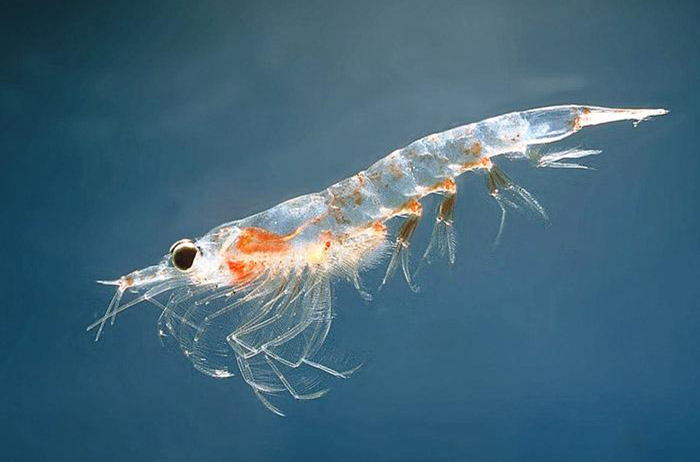  p>南极磷虾(学名: i>euphausia superba /i>)是磷虾科,磷虾属虾类.