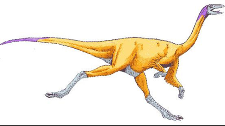  p>中国似鸟龙(属名:sinornithomimus)是种 a target="_blank" href="