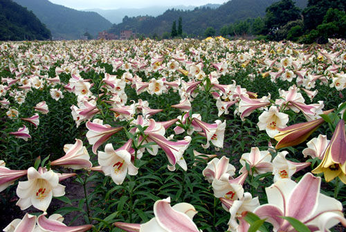  p>百合花冠美丽是著名于世的 a target="_blank" href="/item/花卉