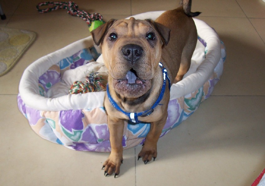 " data-lemmaid="219665">标准 /a>为hkka(hong kong and kowloon