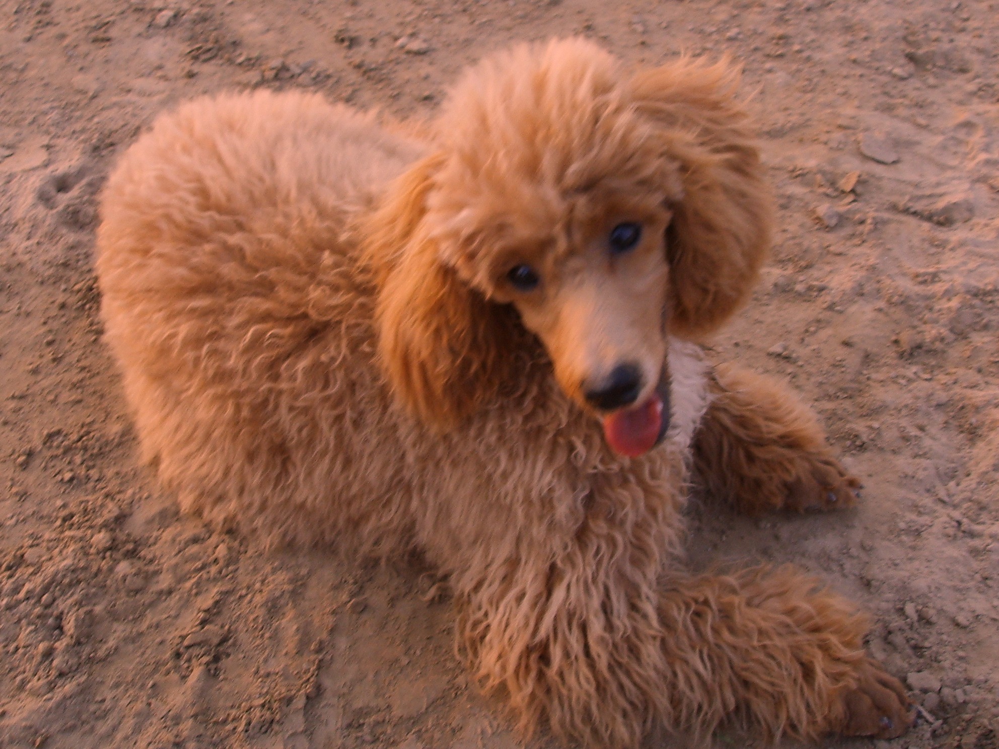  p>贵宾犬(poodle),也称"贵妇犬",又称"卷毛狗",在德语中,pudel是"