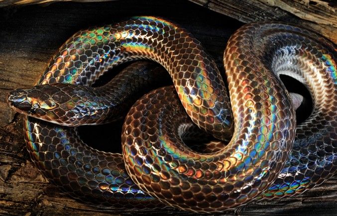  p>闪鳞蛇( i>xenopeltis unicolor reinwardt /i>)是 a href="#"