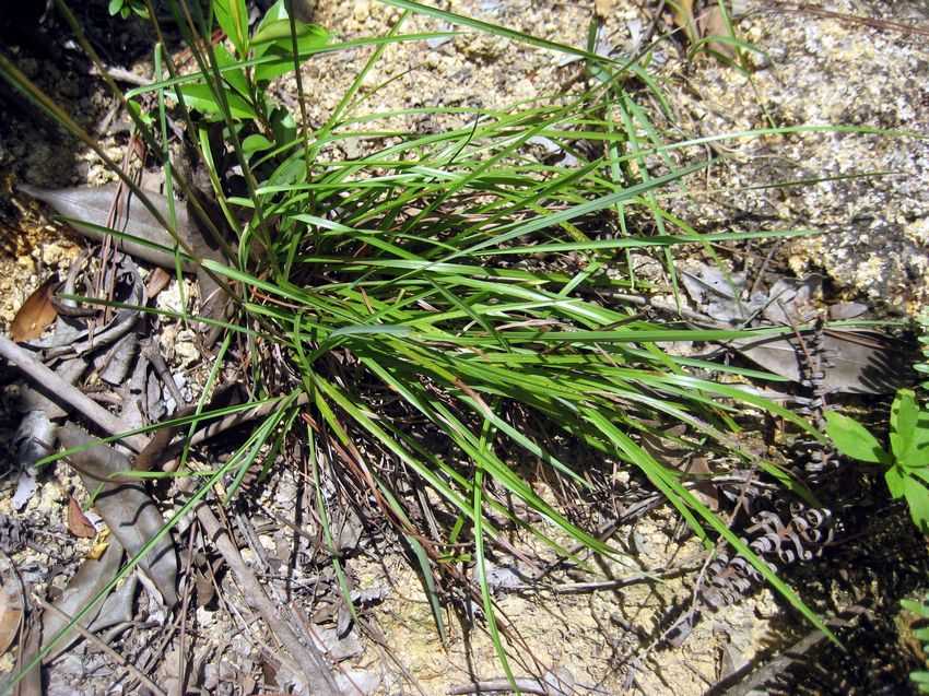 牛鞭草在我国已知的有4种,各种的分布有