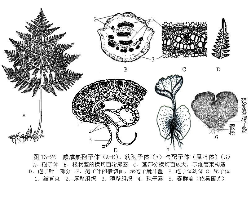 蕨类植物和裸子植物均有孢子叶. /p>