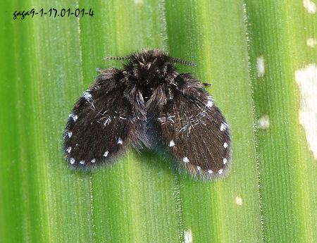 科又称 a href="#">蛾蠓 /a>科, a href="#">毛蠓 /a>科,俗称蛾蝇