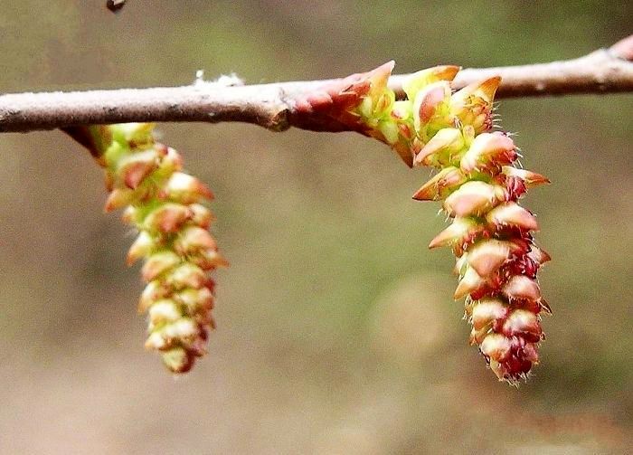  p>鹅耳枥(学名: i>carpinus turczaninowii /i> hance)是桦木科,鹅耳