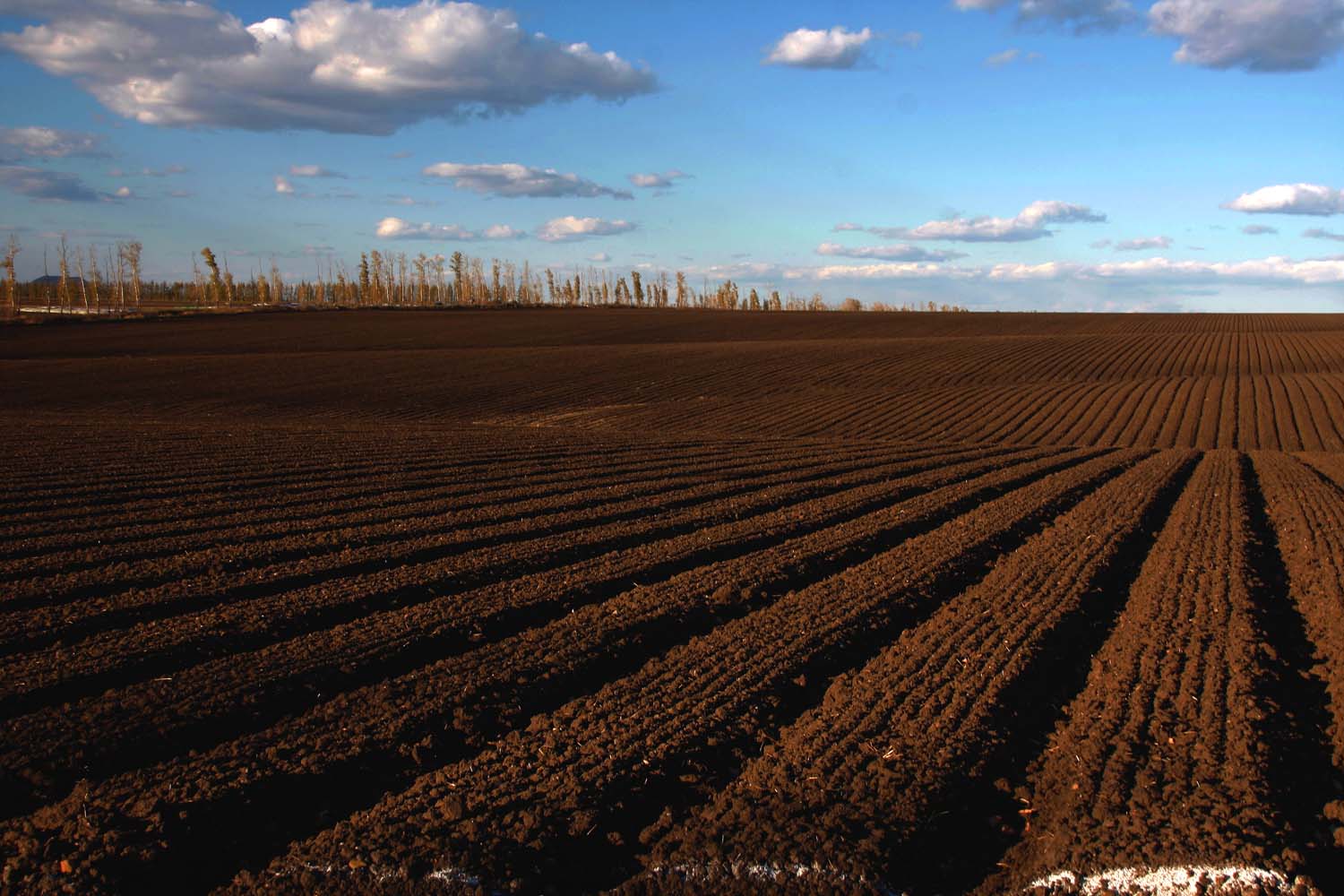  p>" a href="#" data-lemmaid="72832">北大荒 /a>"旧指中国黑龙江省