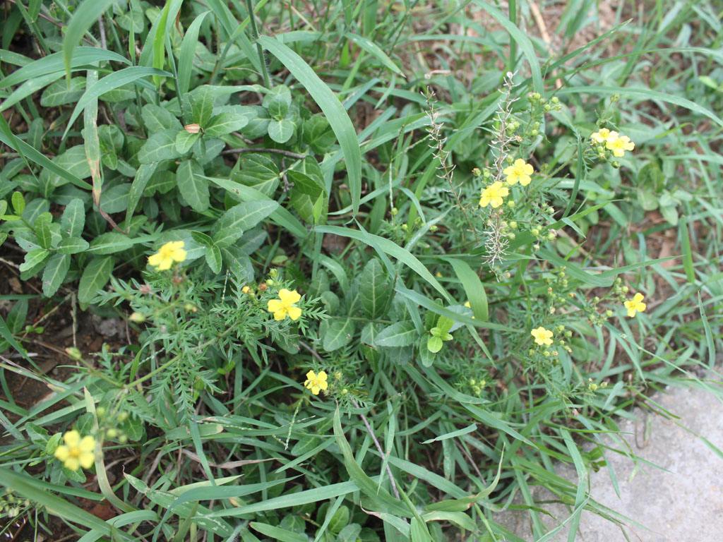  p>长叶二裂委陵菜(拉丁名:potentilla bifurca l. var. major ledeb.