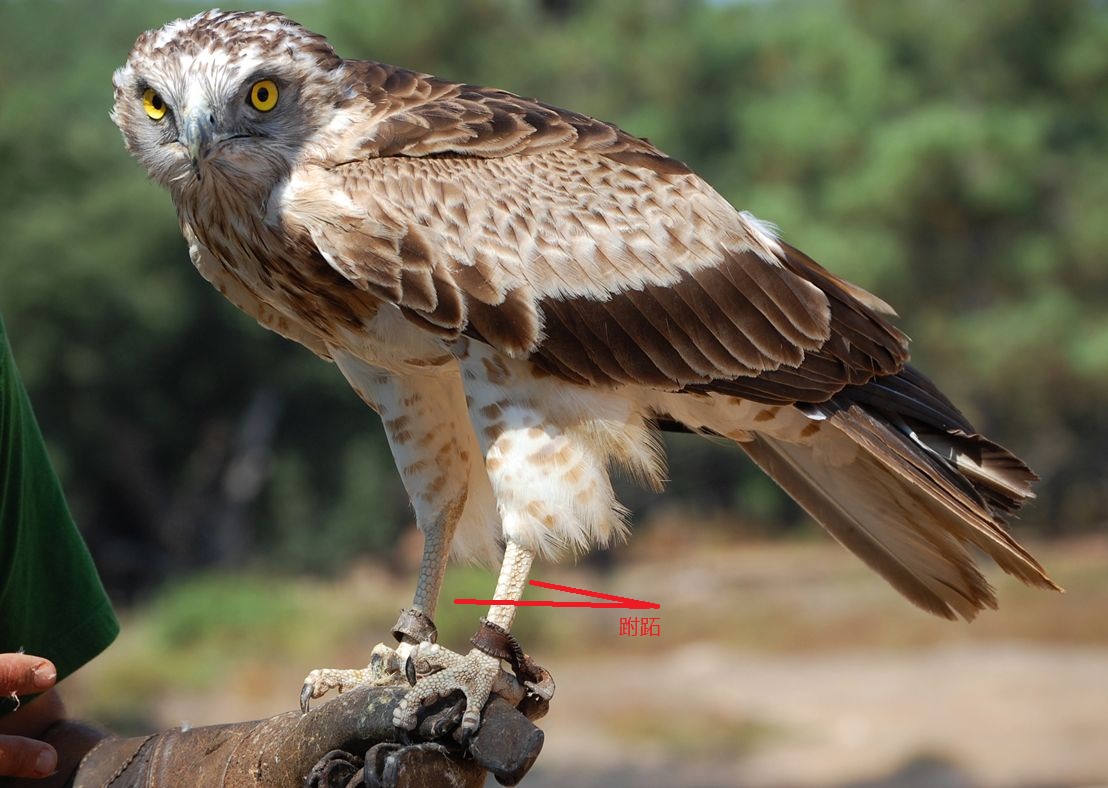 uaf2"> b>跗跖,指 /b> a target="_blank" href="/item/鸟类/278334"