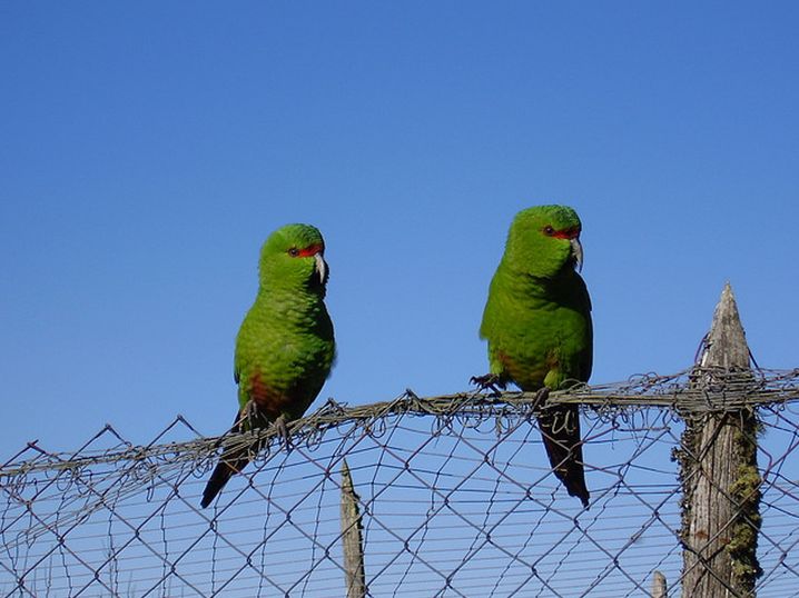  p>尖嘴锥尾鹦鹉(学名:enicognathus leptorhynchus)是典型的 a href=