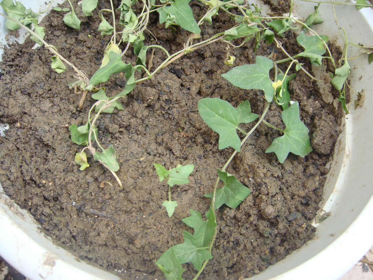  p>老鼠拉冬瓜是一种葫芦科,马交儿属 a href="#" data-lemmaid="