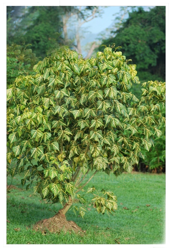  p>金脉刺桐(学名: i> /i> i>erythrina variegata &#39;parcell
