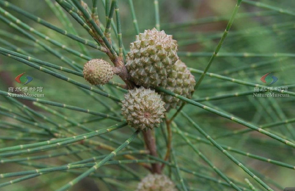 是木麻黄科,木麻黄属常绿乔木.