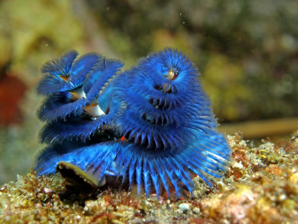  p>多毛纲是环节动物最大一个纲.