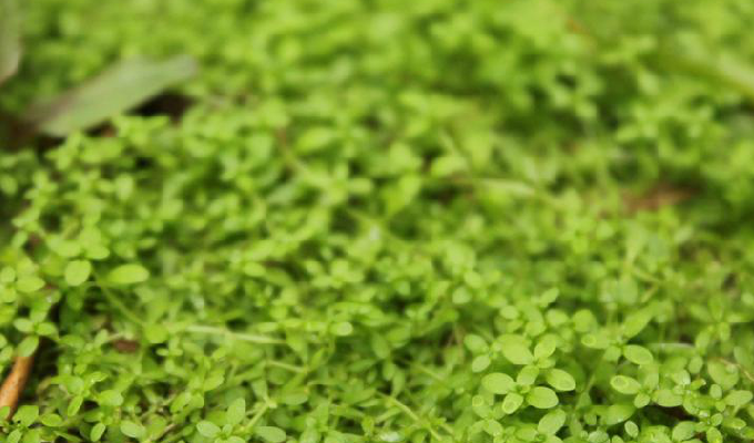  p>小牙草属,茜草科,10种,分布于热带亚洲,大洋洲和太平洋岛屿,其中小