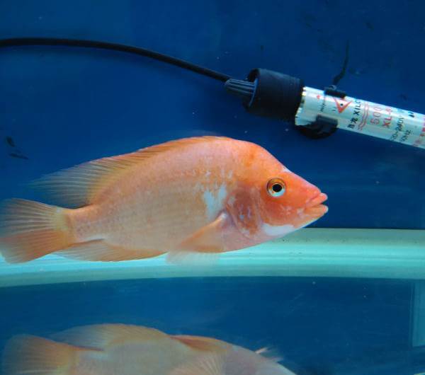  p data-id="gnwtufp51d">红元宝鹦鹉鱼,是鲈形目慈鲷科鱼类,又名红