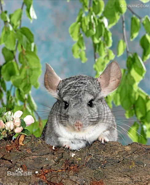  p> a target="_blank" href="/item/毛丝鼠/3032766" data-lemmaid="