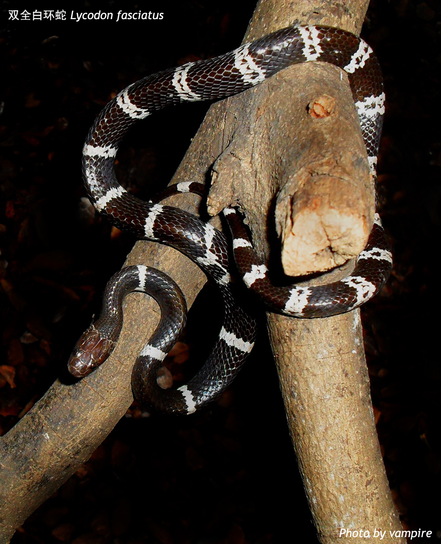 p>白环蛇(学名:lycodon aulicus)是游蛇科白环蛇属的爬行动物,主要