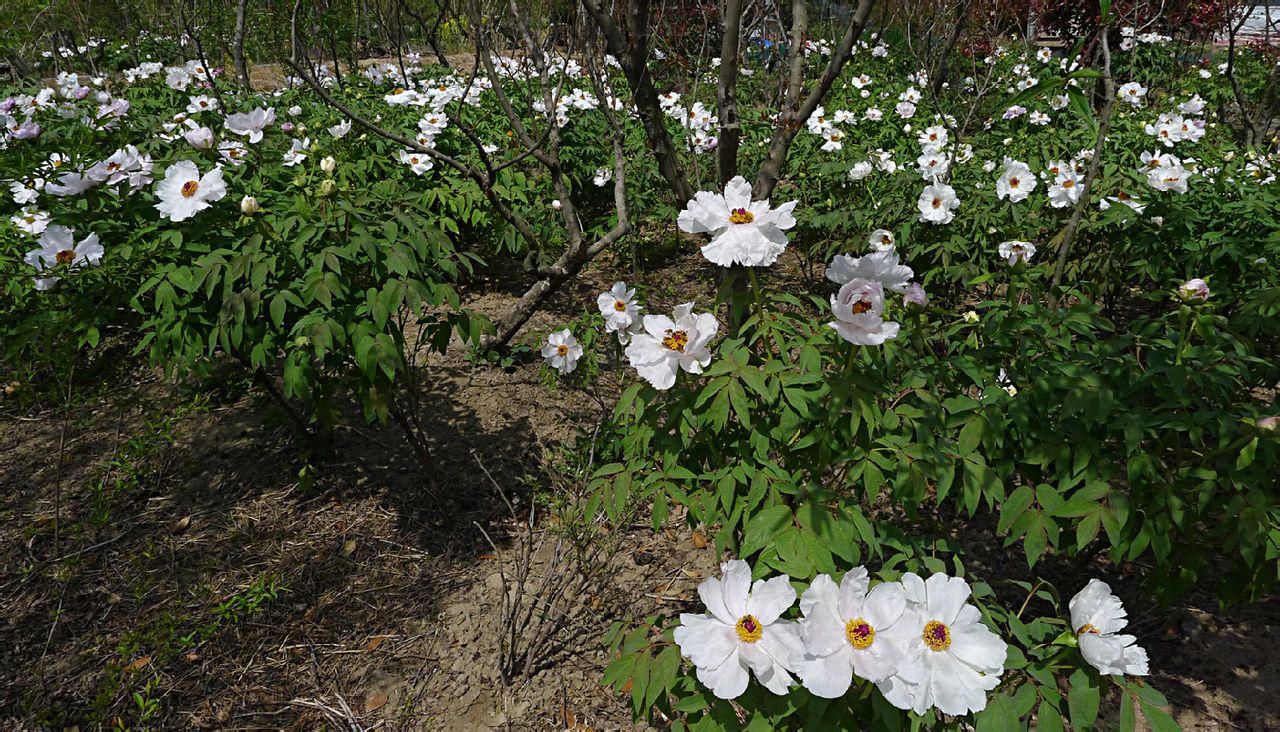  p>枯枝牡丹园,位于江苏省盐城市亭湖区区便仓镇.