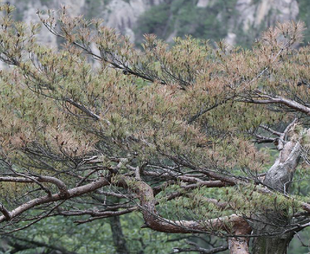 pinus densiflora s. et