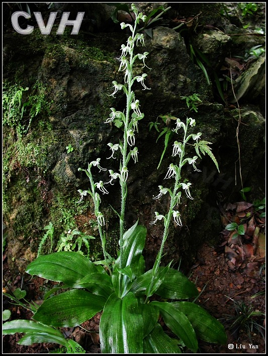  p>玉凤兰学名 a href="#" data-lemmaid="10174589">毛葶玉凤花 /a>