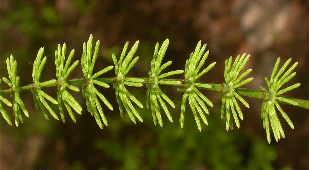 草向荆