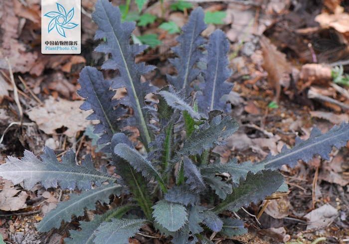  p> a href="#" data-lemmaid="4529351">野蓟 /a>多年生草本植物,高