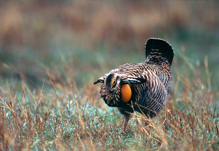 greater prairie chicken