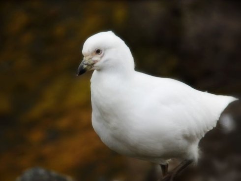  p>白鞘嘴鸥是一种仅分布于南美洲和南极洲的鸟类,毛多为白色,以鱼虾