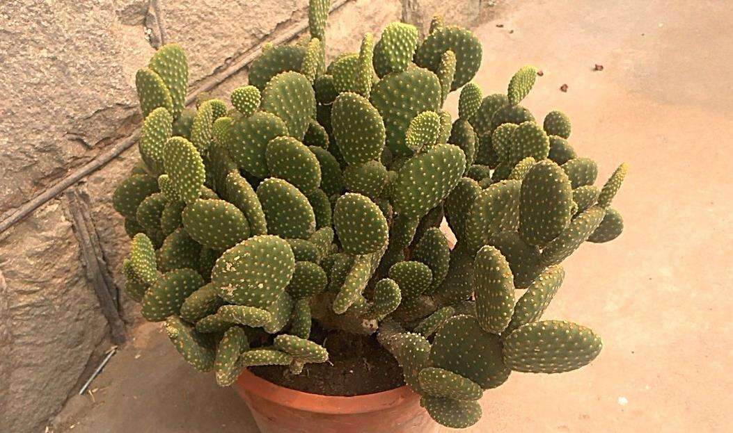  p>黄毛掌(学名: i>opuntia /i>  i>microdasys /i> (lehm.) pfeiff.