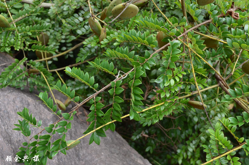 别名春云实,是豆科,小凤花属的植物,为中国的特有植物.