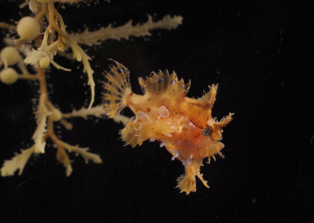  p>裸躄鱼(学名: i>histrio histrio /i>)是躄鱼科,裸躄鱼属的一种