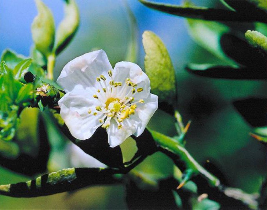  p>富民枳(学名: i>poncirus polyandra /i> s. q. ding et al.