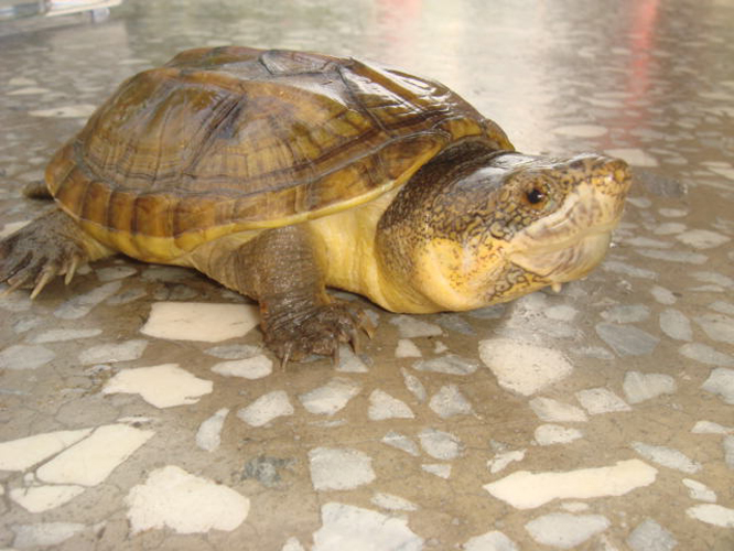 chiapas giant musk turtle