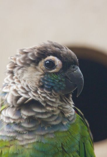  p>绯红腹锥尾鹦鹉(学名:pyrrhura perlata)是典型的 a href="#">攀禽